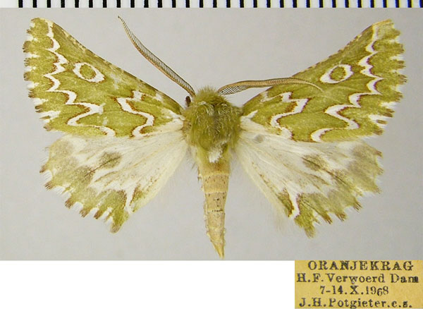 /filer/webapps/moths/media/images/B/bifasciata_Drepanogynis_AM_ZSMa.jpg