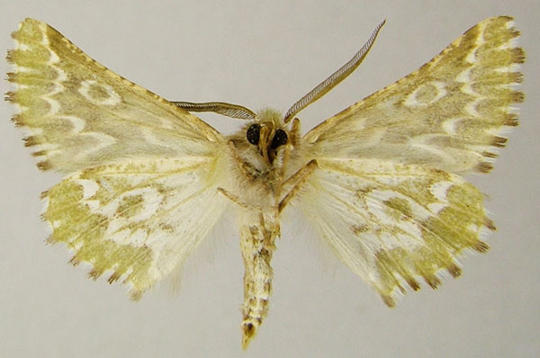 /filer/webapps/moths/media/images/B/bifasciata_Drepanogynis_AM_ZSMb.jpg