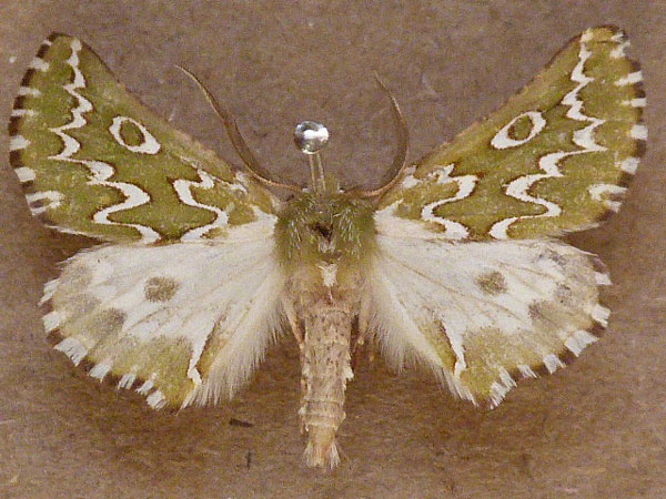 /filer/webapps/moths/media/images/B/bifasciata_Drepanogynis_A_Butler.jpg