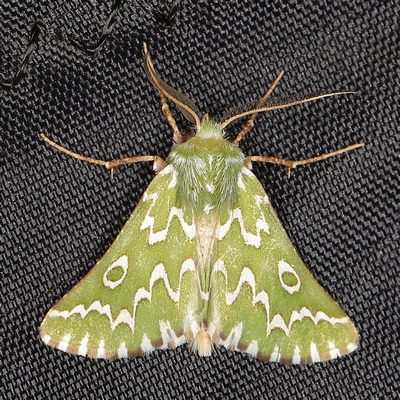 /filer/webapps/moths/media/images/B/bifasciata_Drepanogynis_M_Heyns_01.JPG