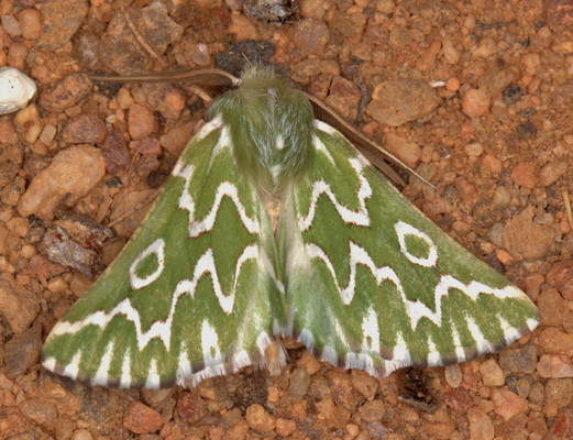 /filer/webapps/moths/media/images/B/bifasciata_Drepanogynis_M_Heyns_02.jpg