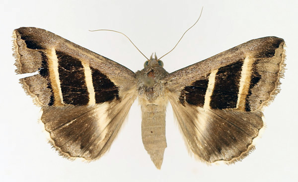 /filer/webapps/moths/media/images/B/bifasciata_Grammodes_AF_TMSA_01.jpg