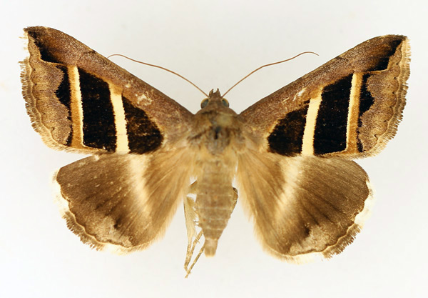 /filer/webapps/moths/media/images/B/bifasciata_Grammodes_AF_TMSA_02.jpg