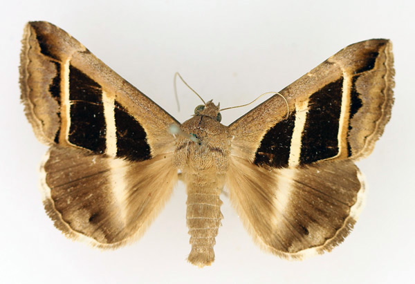 /filer/webapps/moths/media/images/B/bifasciata_Grammodes_AM_TMSA_01.jpg