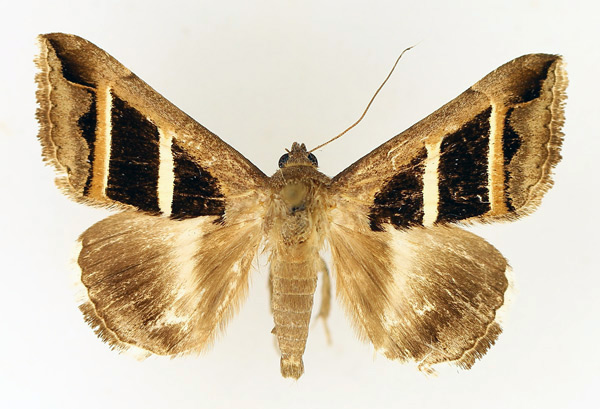 /filer/webapps/moths/media/images/B/bifasciata_Grammodes_AM_TMSA_02.jpg