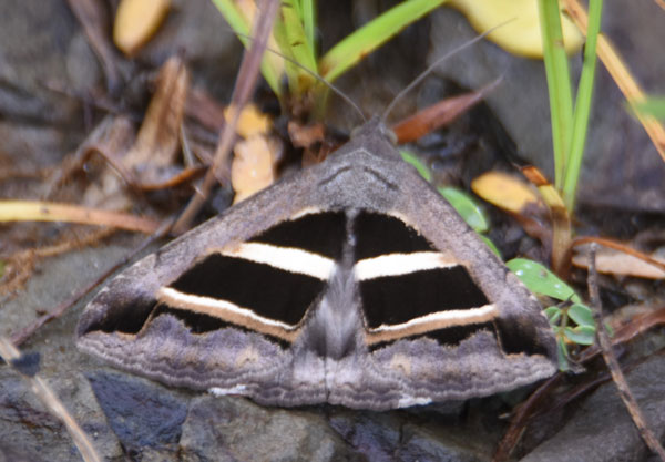 /filer/webapps/moths/media/images/B/bifasciata_Grammodes_A_Ayalew.jpg