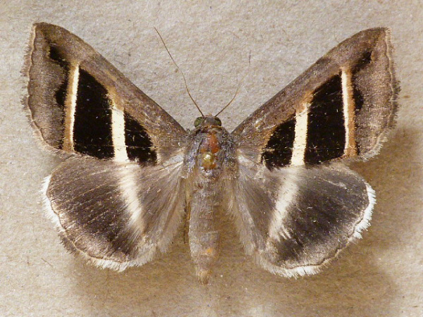 /filer/webapps/moths/media/images/B/bifasciata_Grammodes_A_Butler.jpg