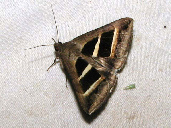 /filer/webapps/moths/media/images/B/bifasciata_Grammodes_A_Goff_01.jpg