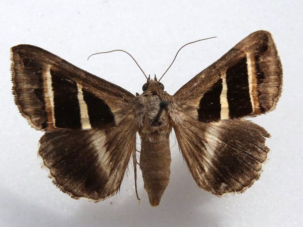 /filer/webapps/moths/media/images/B/bifasciata_Grammodes_A_Goff_02.jpg
