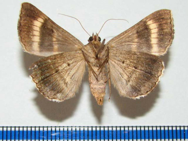 /filer/webapps/moths/media/images/B/bifasciata_Grammodes_A_Goffb_01.jpg
