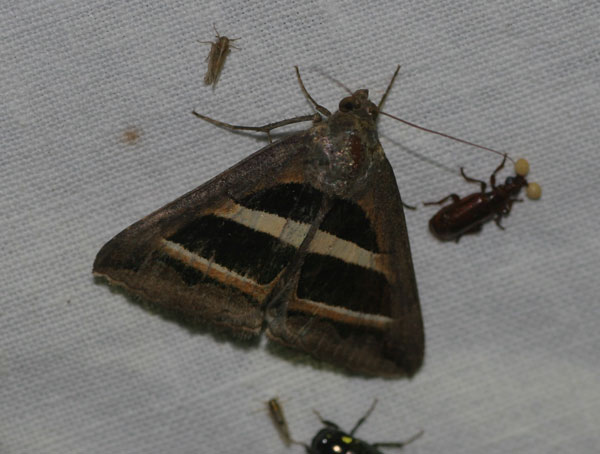 /filer/webapps/moths/media/images/B/bifasciata_Grammodes_A_Jorpeland.jpg