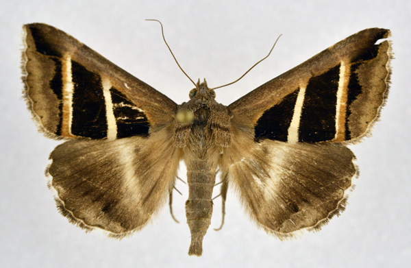 /filer/webapps/moths/media/images/B/bifasciata_Grammodes_A_NHMO.jpg