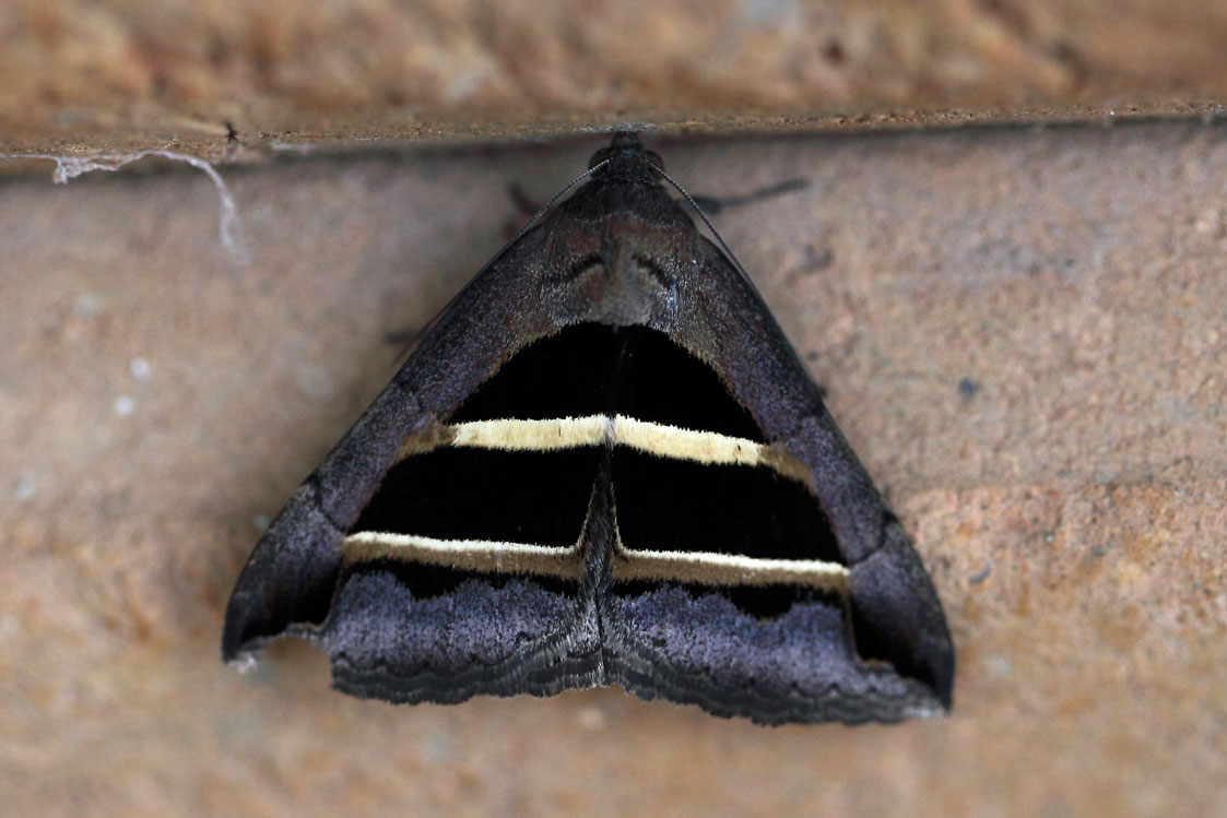 /filer/webapps/moths/media/images/B/bifasciata_Grammodes_A_Voaden_01.jpg