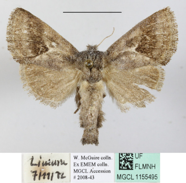 /filer/webapps/moths/media/images/B/bifasciata_Metarbela_A_MGCLa_01.JPG