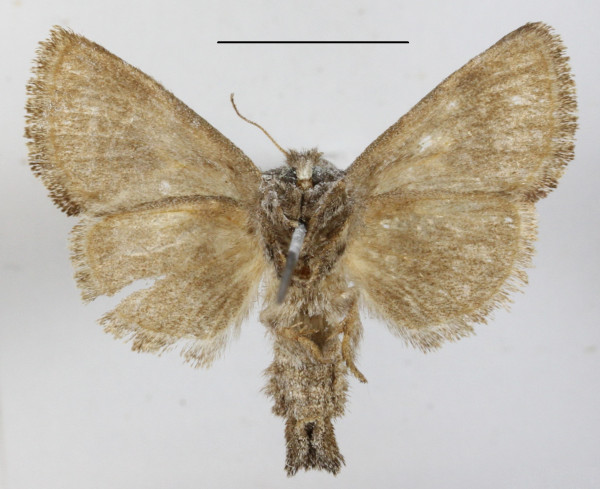 /filer/webapps/moths/media/images/B/bifasciata_Metarbela_A_MGCLb_01.JPG