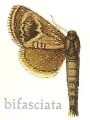 /filer/webapps/moths/media/images/B/bifasciata_Metarbela_HT_MfN.jpg