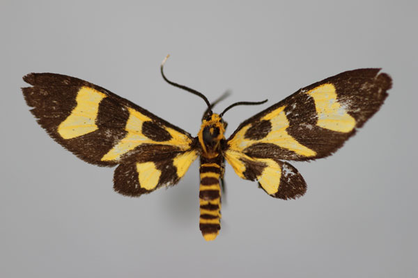 /filer/webapps/moths/media/images/B/bifasciata_Pseudonaclia_A_BMNH_01.jpg