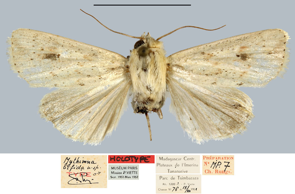 /filer/webapps/moths/media/images/B/bifida_Mythimna_HT_MNHN.jpg