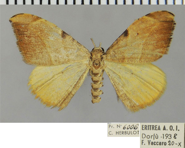 /filer/webapps/moths/media/images/B/bifida_Platypepla_AM_ZSM.jpg