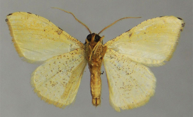 /filer/webapps/moths/media/images/B/bifida_Platypepla_PTM_ZSMb.jpg