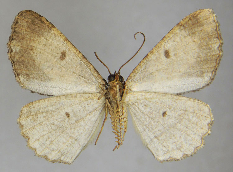 /filer/webapps/moths/media/images/B/bifida_Xylopteryx_HT_ZSMb.jpg
