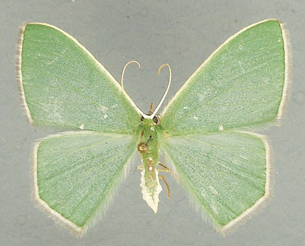 /filer/webapps/moths/media/images/B/bifimbriata_Prasinocyma_AF_TMSA.jpg