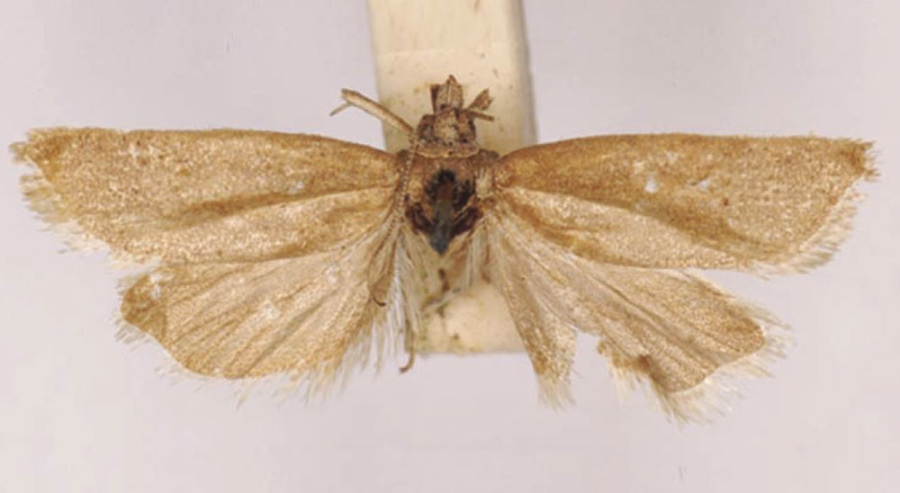 /filer/webapps/moths/media/images/B/biformis_Tortrix_LT_SAMC.jpg