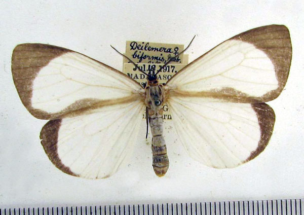 /filer/webapps/moths/media/images/B/biformis_Xylecata_AF_HDOU.jpg