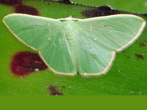 /filer/webapps/moths/media/images/B/bifrimbriata_Prasinocyma_A_Grobler.jpeg