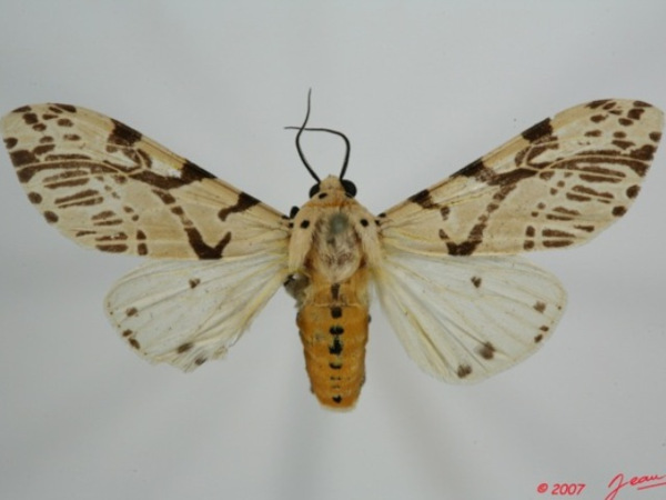 /filer/webapps/moths/media/images/B/bifurca_Afraloa_A_Alberta_01.jpg