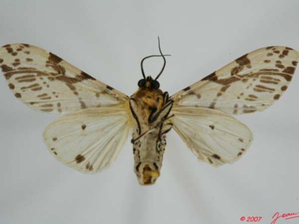 /filer/webapps/moths/media/images/B/bifurca_Afraloa_A_Albertb_01.jpg