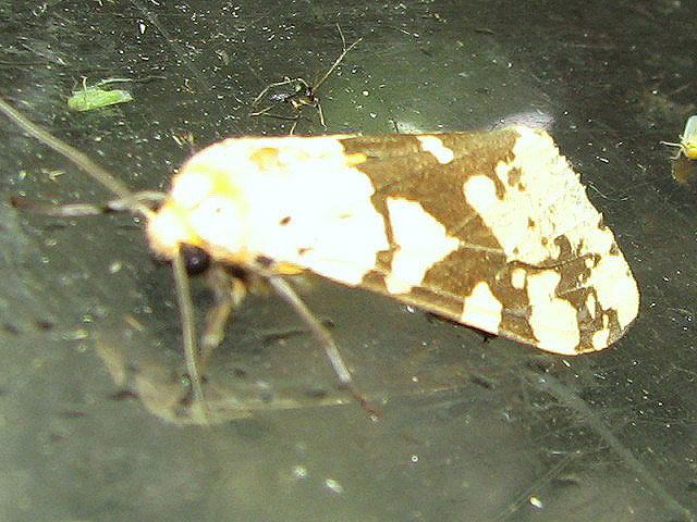 /filer/webapps/moths/media/images/B/bifurca_Afraloa_A_Goff_01.jpg
