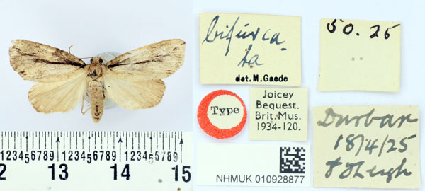 /filer/webapps/moths/media/images/B/bifurcata_Crionica_HT_BMNH.jpg