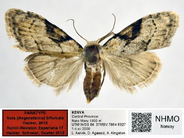 /filer/webapps/moths/media/images/B/bifurcata_Nola_PT_NHMO_01.jpg