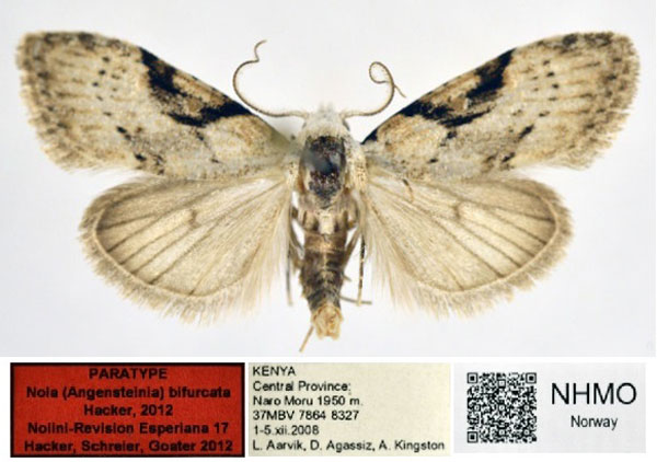 /filer/webapps/moths/media/images/B/bifurcata_Nola_PT_NHMO_02.jpg