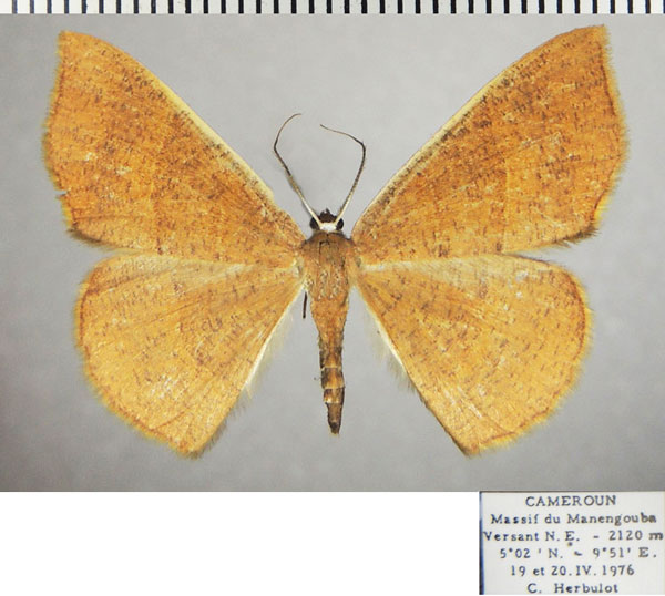 /filer/webapps/moths/media/images/B/bifurcata_Ochroplutodes_AF_ZSM.jpg