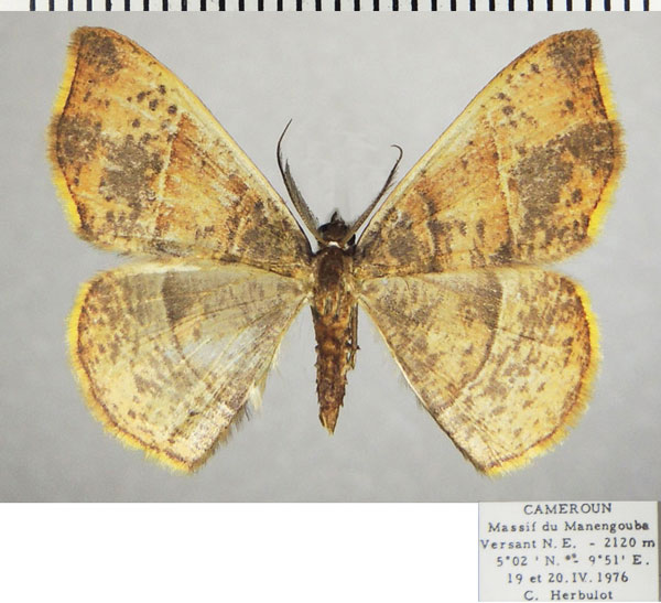 /filer/webapps/moths/media/images/B/bifurcata_Ochroplutodes_AM_ZSMa.jpg