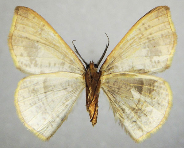 /filer/webapps/moths/media/images/B/bifurcata_Ochroplutodes_AM_ZSMb.jpg