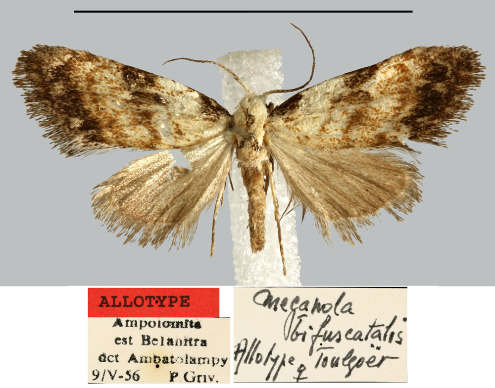 /filer/webapps/moths/media/images/B/bifuscatalis_Meganola_AT_MNHN.jpg