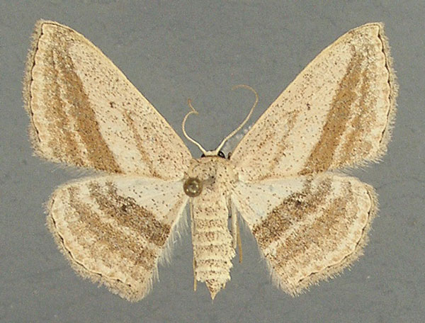 /filer/webapps/moths/media/images/B/bigeminata_Scopula_AF_TMSA.jpg