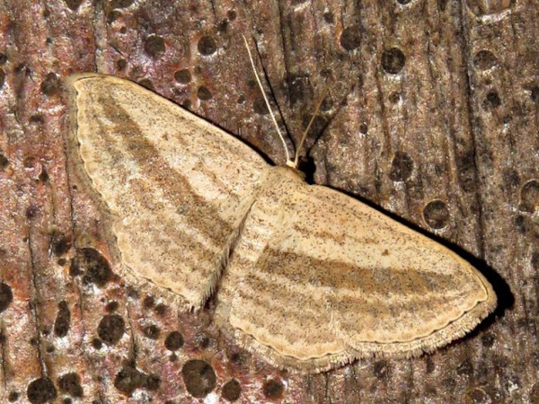 /filer/webapps/moths/media/images/B/bigeminata_Scopula_A_Braun.jpg