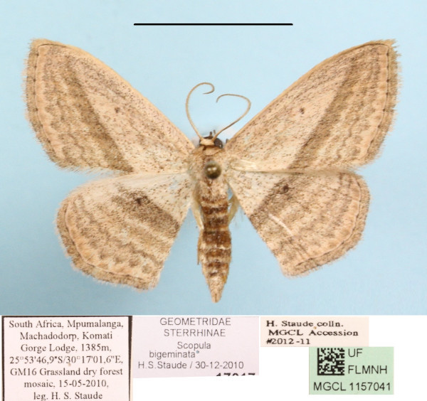/filer/webapps/moths/media/images/B/bigeminata_Scopula_A_MGCLa_01.jpg
