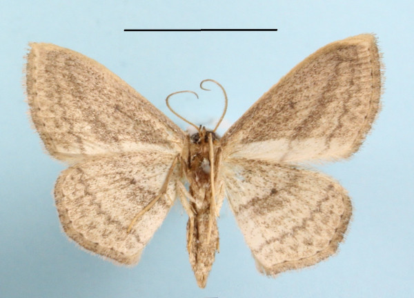 /filer/webapps/moths/media/images/B/bigeminata_Scopula_A_MGCLb_01.jpg