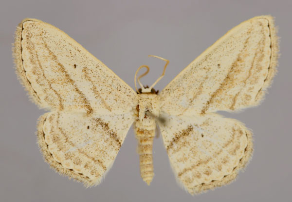 /filer/webapps/moths/media/images/B/bigeminata_Scopula_A_ZSM_01.jpg