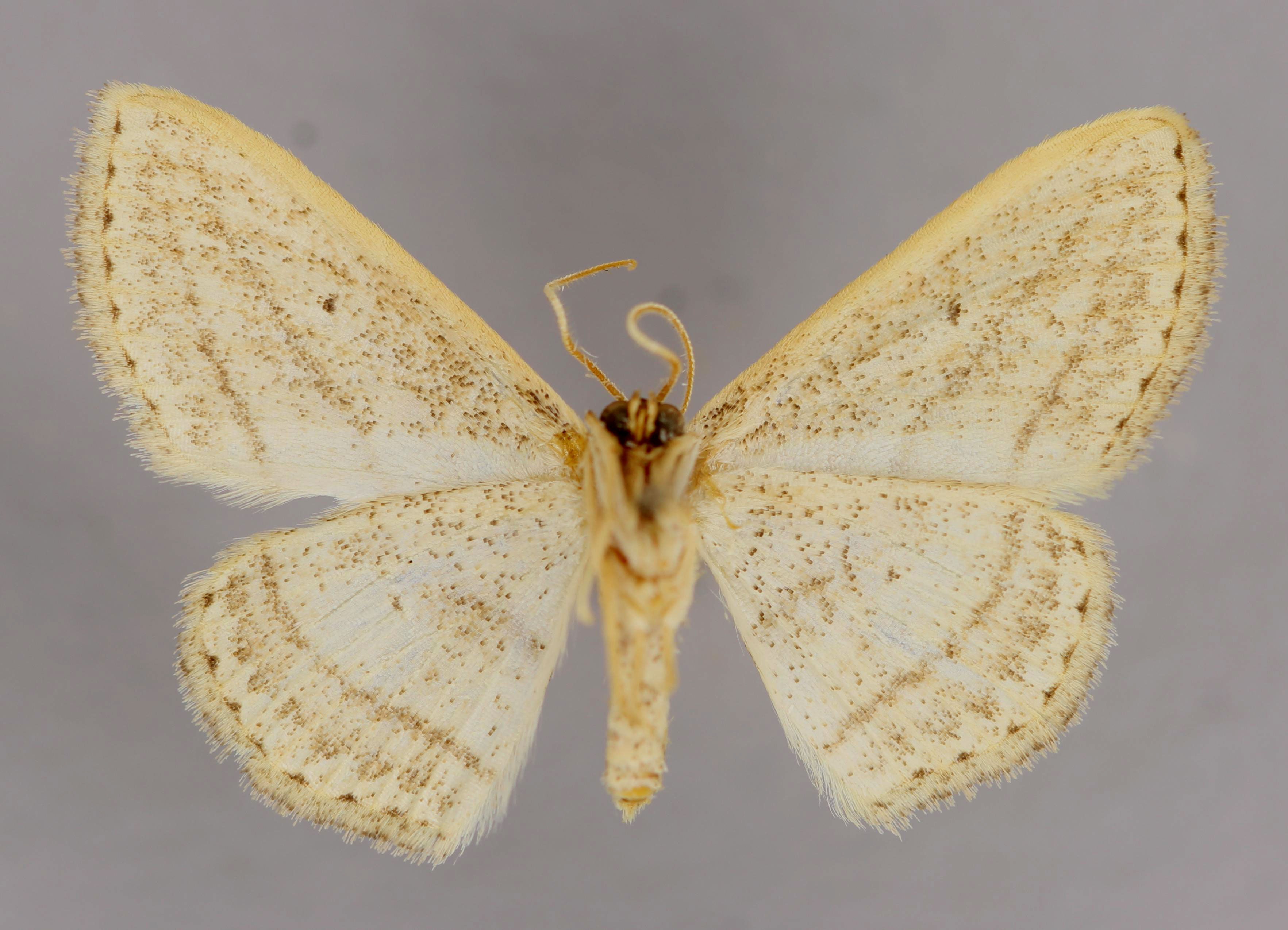 /filer/webapps/moths/media/images/B/bigeminata_Scopula_A_ZSM_02.jpg