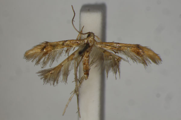 /filer/webapps/moths/media/images/B/bigemma_Idioglossa_A_BMNH.jpg