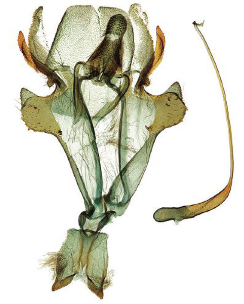 /filer/webapps/moths/media/images/B/bigoti_Titanoptilus_GMHT_ZMJU.jpg