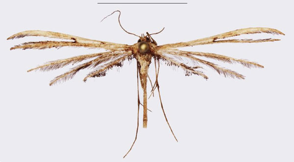 /filer/webapps/moths/media/images/B/bigoti_Titanoptilus_HT_ZMJU.jpg