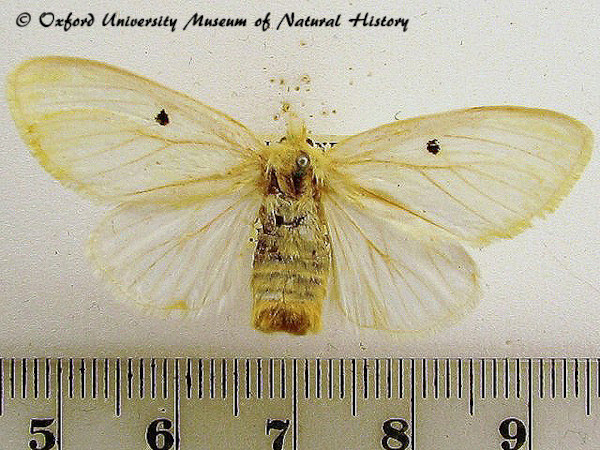 /filer/webapps/moths/media/images/B/bigutta_Euproctis_OUMNH_01.jpg