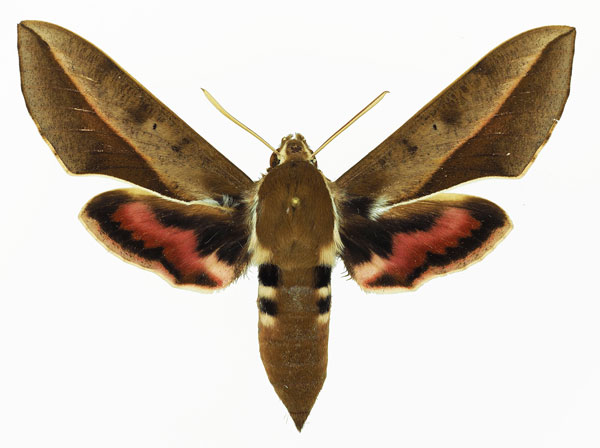 /filer/webapps/moths/media/images/B/biguttata_Hyles_AF_Basquina.jpg